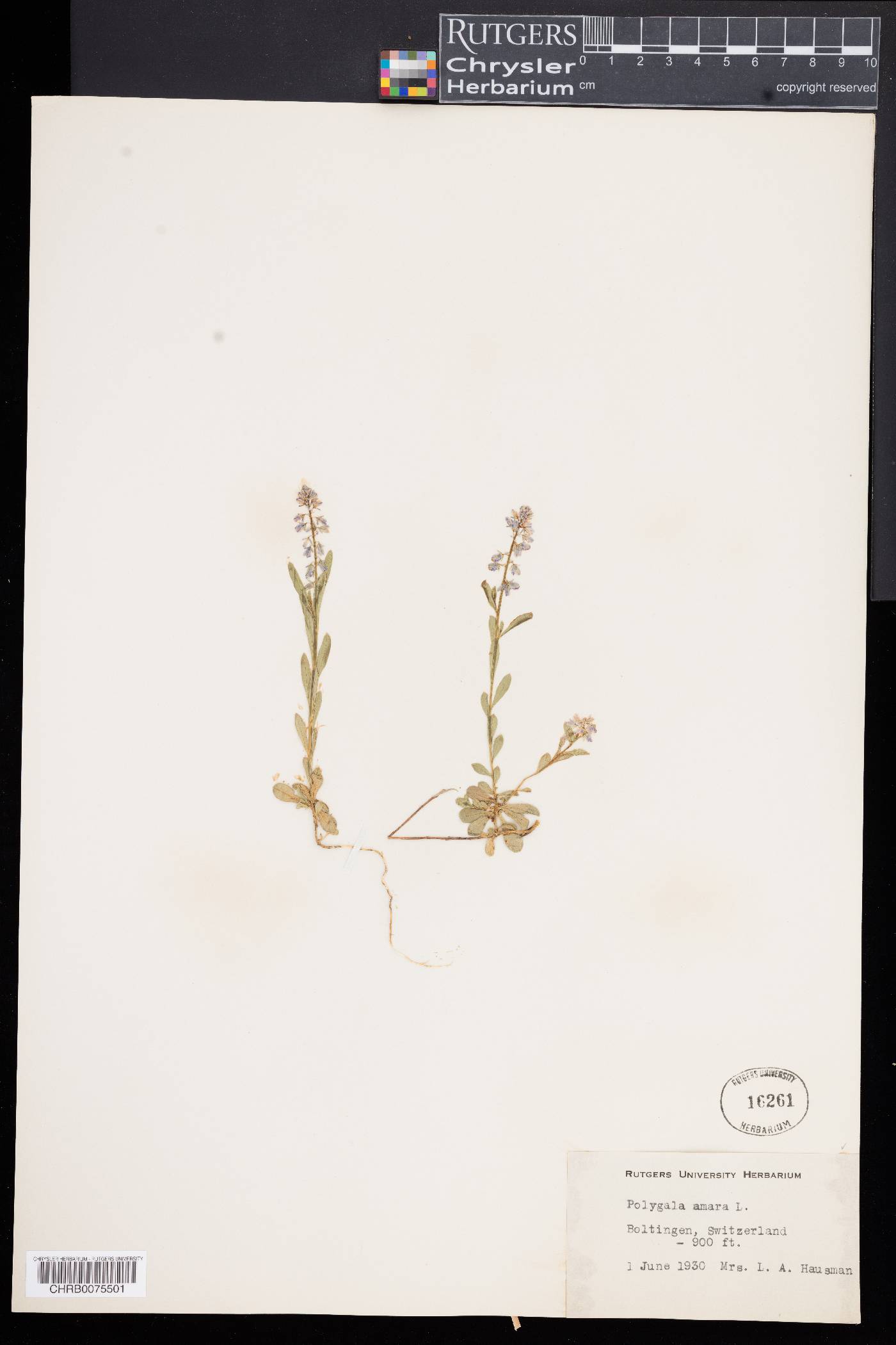 Polygala amara image