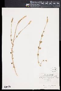 Polygala boykinii image