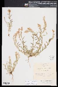 Polygala comosa image