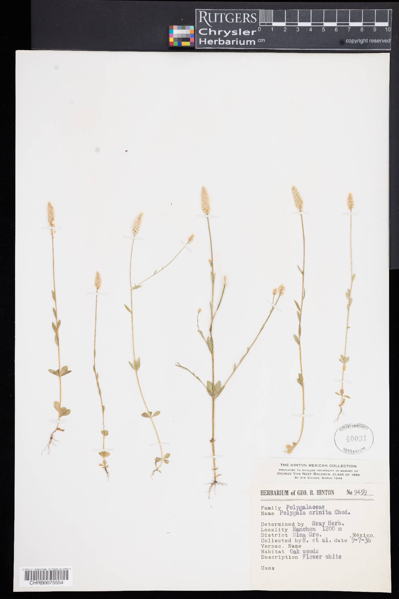 Polygala crinita image