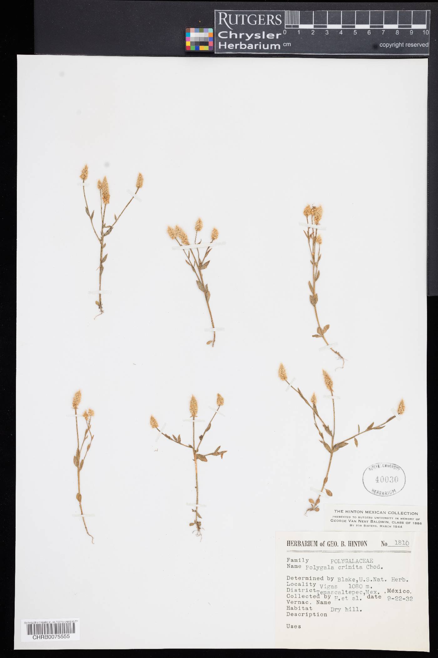 Polygala crinita image