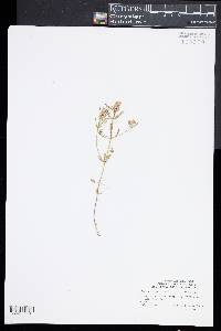 Polygala cruciata image