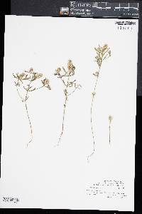 Polygala cruciata image