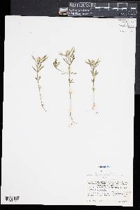 Polygala cruciata image