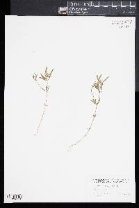 Polygala cruciata image