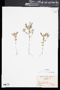 Polygala cruciata image