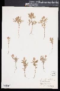 Polygala cruciata image