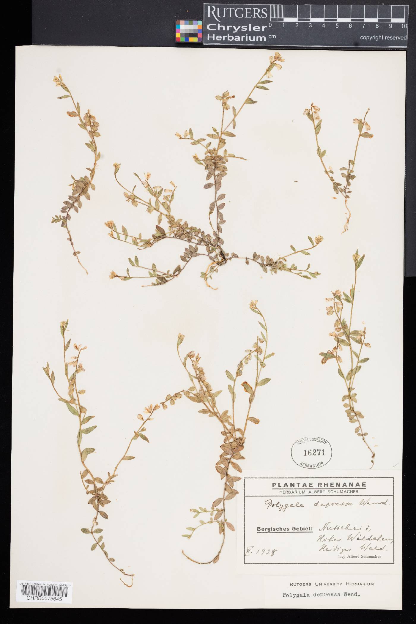 Polygala serpyllifolia image