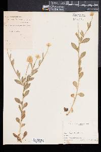 Polygala lutea image