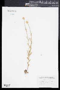 Polygala lutea image