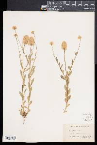 Polygala lutea image