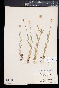 Polygala lutea image