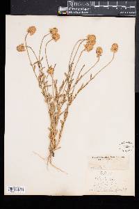 Polygala lutea image