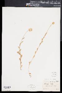 Polygala lutea image