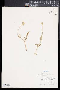 Polygala lutea image