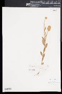 Polygala lutea image