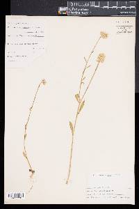 Polygala lutea image