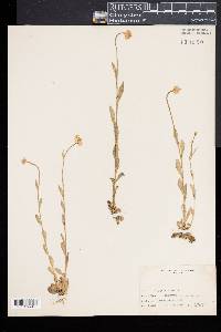 Polygala lutea image