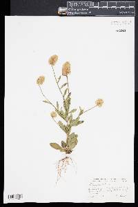 Polygala lutea image