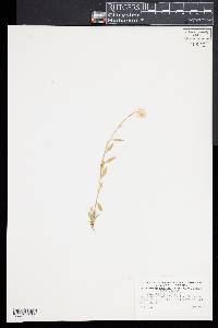 Polygala lutea image