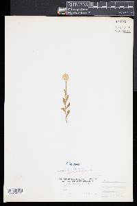 Polygala lutea image