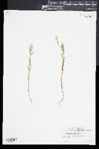 Polygala nuttallii image