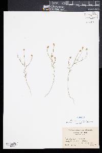 Polygala nuttallii image