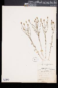 Polygala nuttallii image