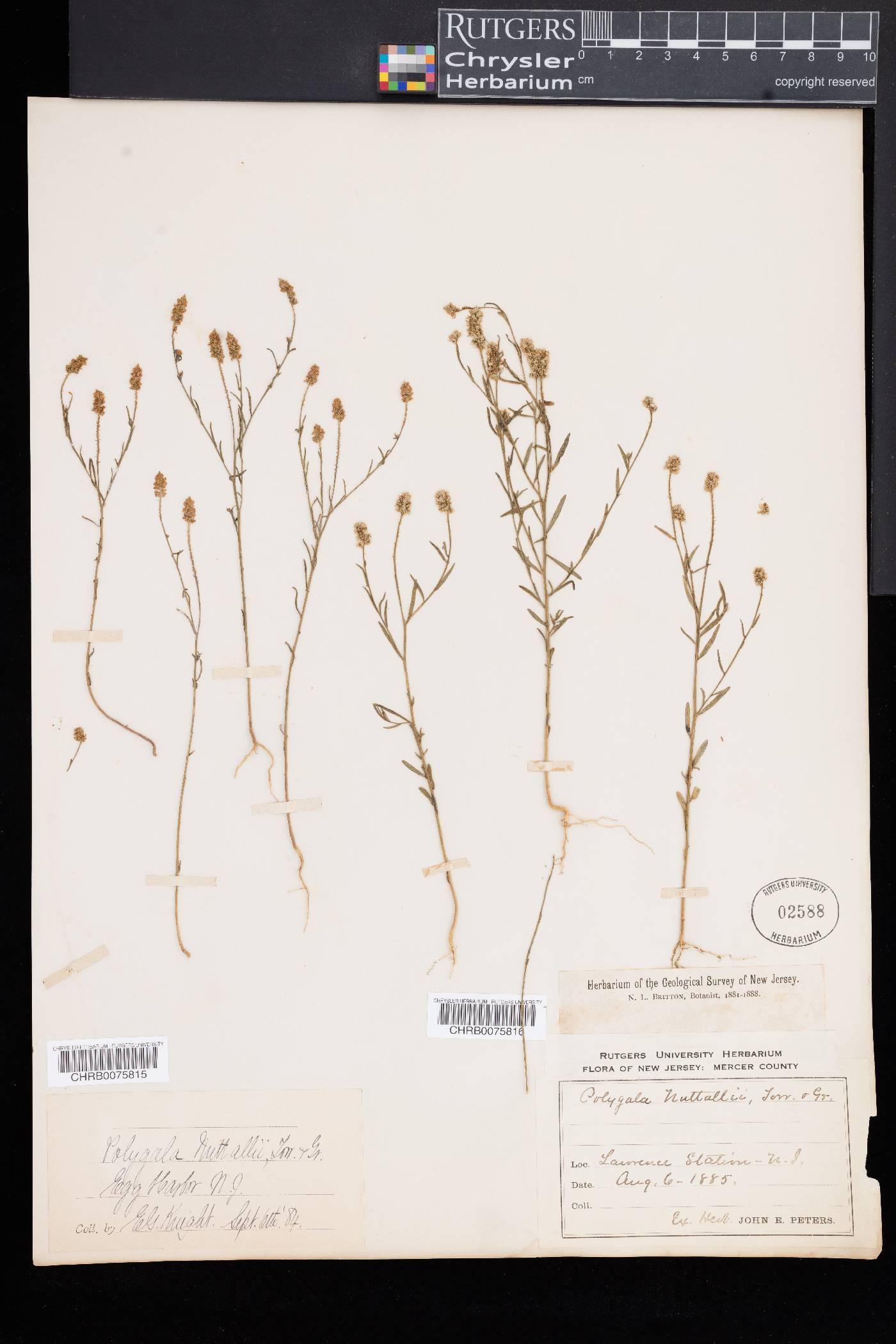 Polygala nuttallii image
