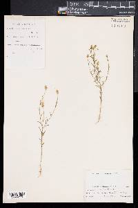 Polygala nuttallii image