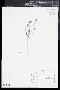 Polygala nuttallii image