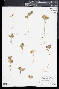 Polygaloides paucifolia image