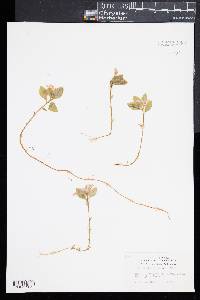 Polygaloides paucifolia image
