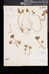 Polygaloides paucifolia image