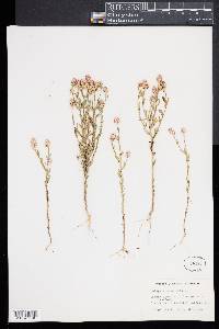 Polygala sanguinea image