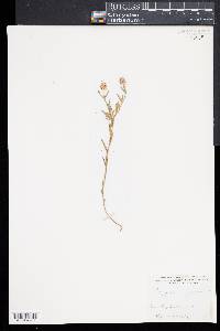 Polygala sanguinea image