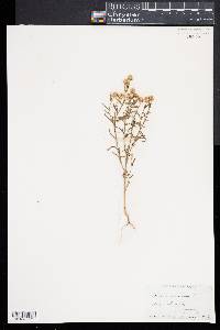 Polygala sanguinea image