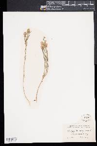 Polygala sanguinea image