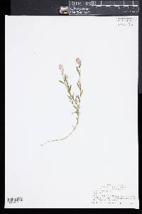 Polygala sanguinea image