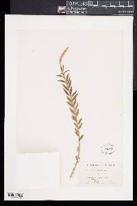 Polygala senega image