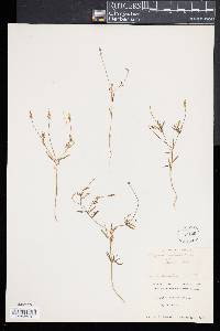 Polygala verticillata image