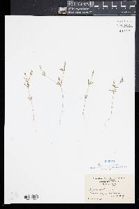 Polygala verticillata image