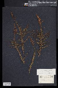 Adenostoma fasciculatum image