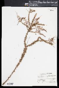 Adenostoma fasciculatum image