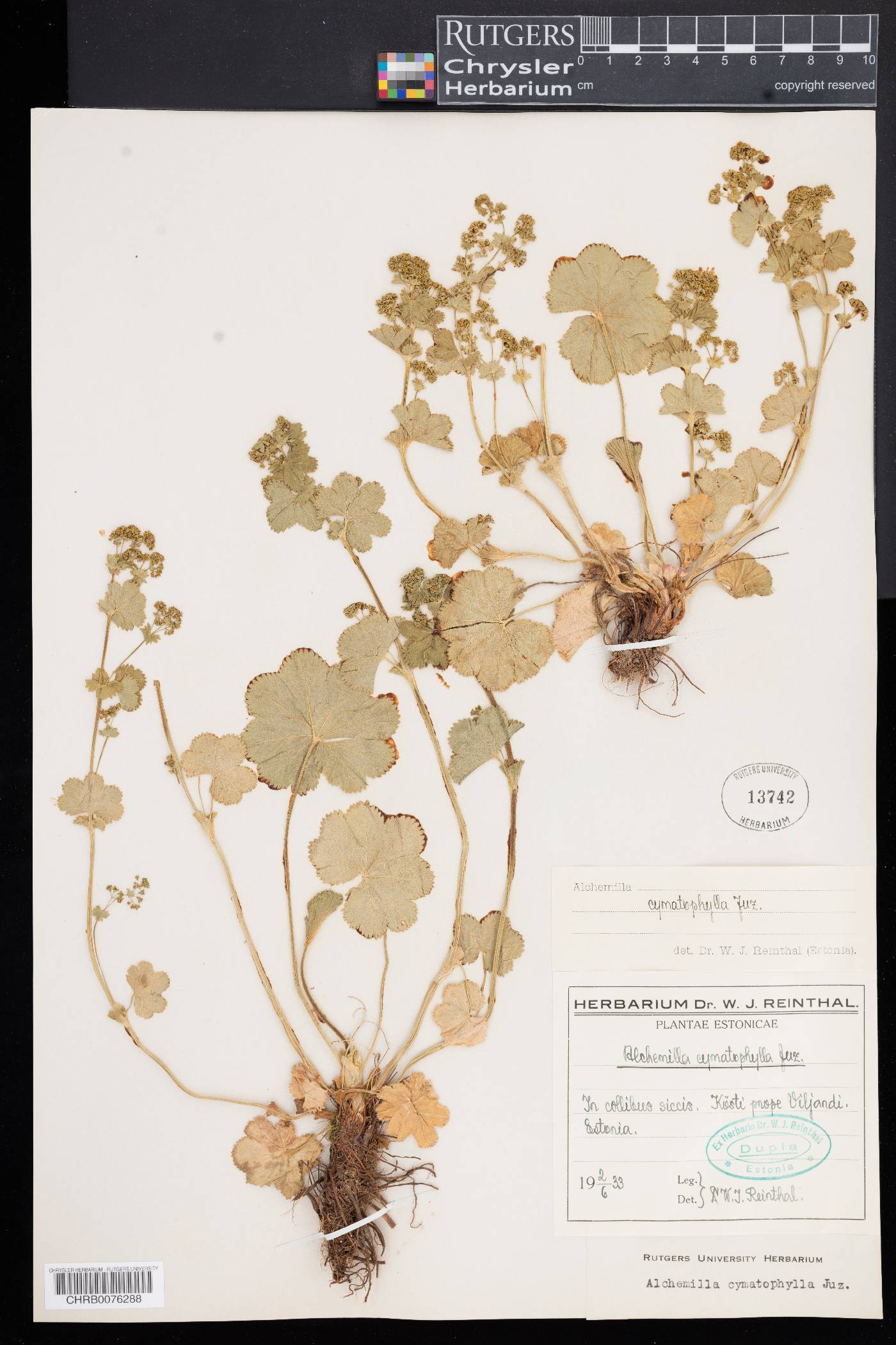 Alchemilla cymatophylla image