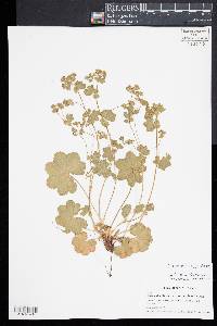 Alchemilla filicaulis image