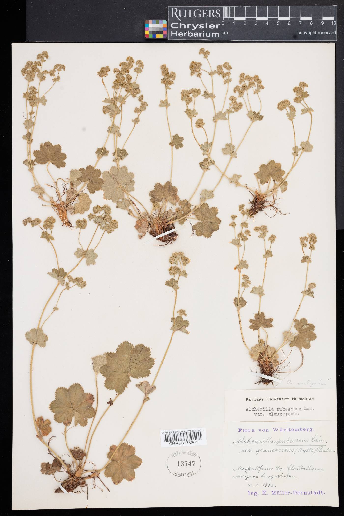 Alchemilla vulgaris image