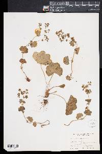 Alchemilla vulgaris image