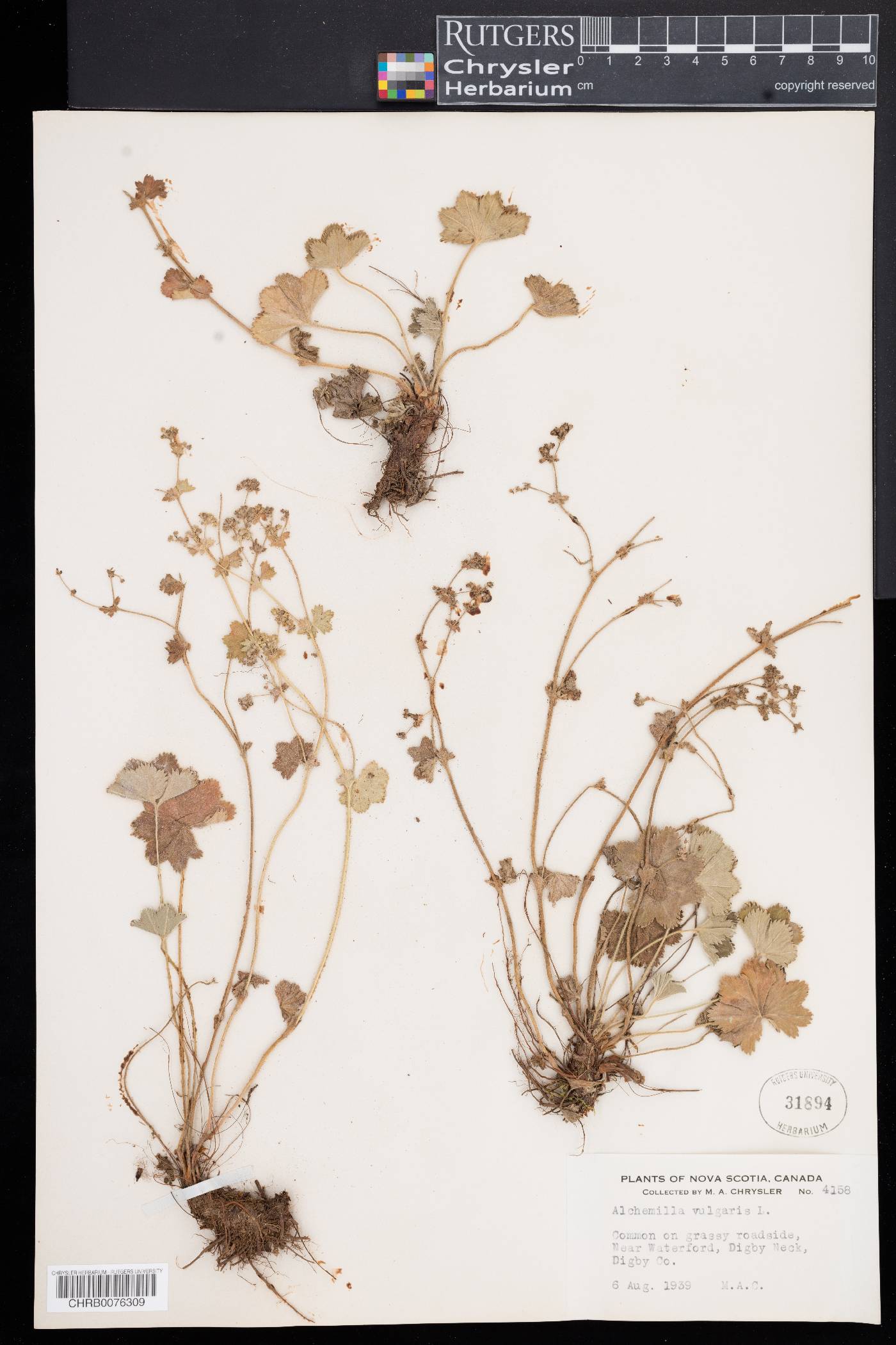 Alchemilla vulgaris image