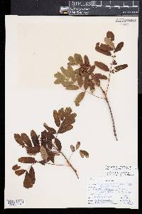 Amelanchier alnifolia image